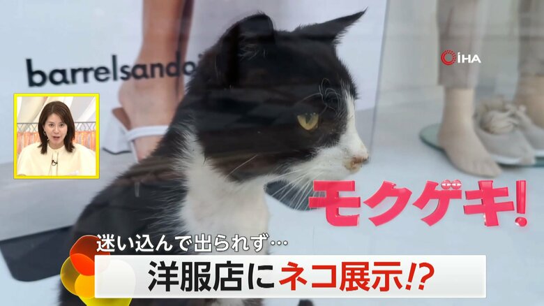 トルコの洋服店のショーウィンドウに閉じ込められたネコ