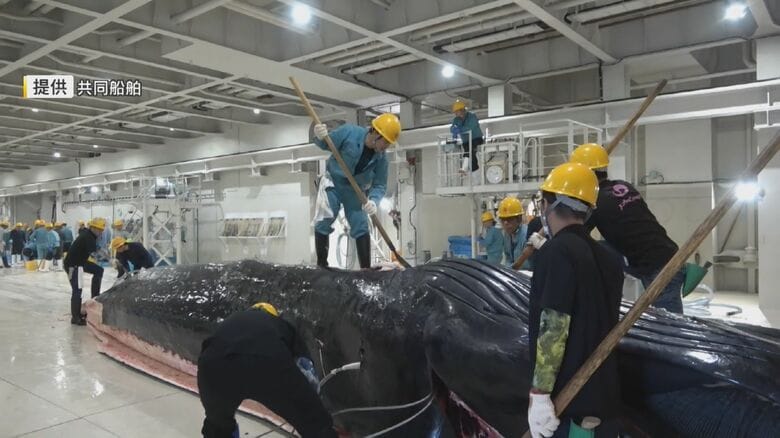 解体されるクジラ(資料映像)