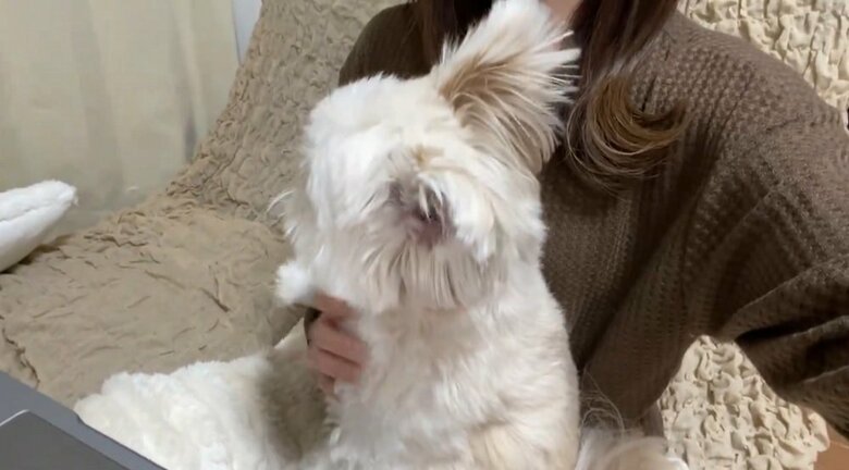 そして、なでるとぽんたくんは大人しくなる