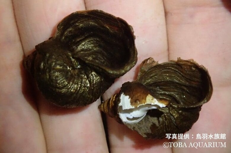 ヒメキンカライソギンチャクが作った“偽の貝殻”。白く見えている部分がもとの貝殻で、それを覆う黒っぽい部分が新たに作られたもの（鳥羽水族館公式サイトより）