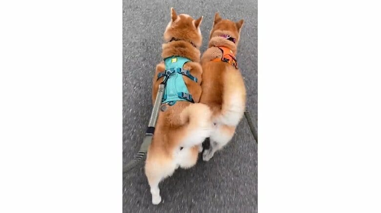 散歩する2匹