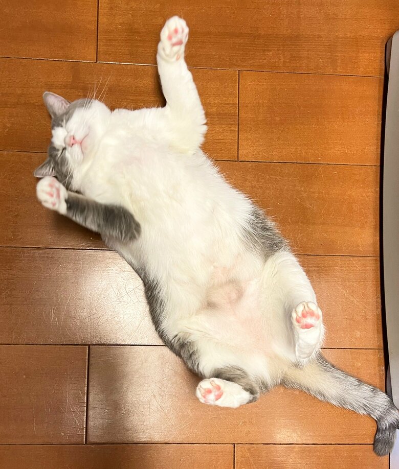 提供：いずもん/まろ様さん