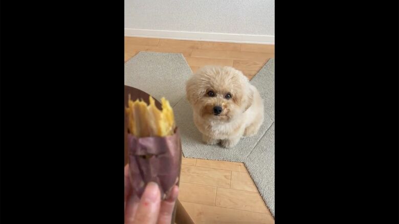 サツマイモを凝視