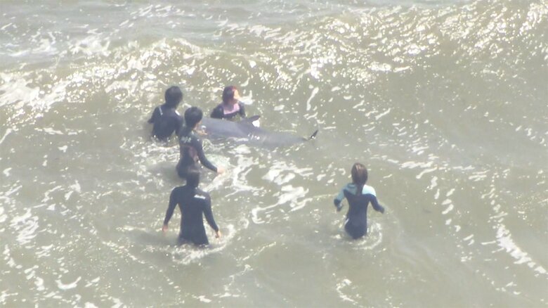 現場では、サーファーらがイルカを海に戻そうとする様子が見られた。