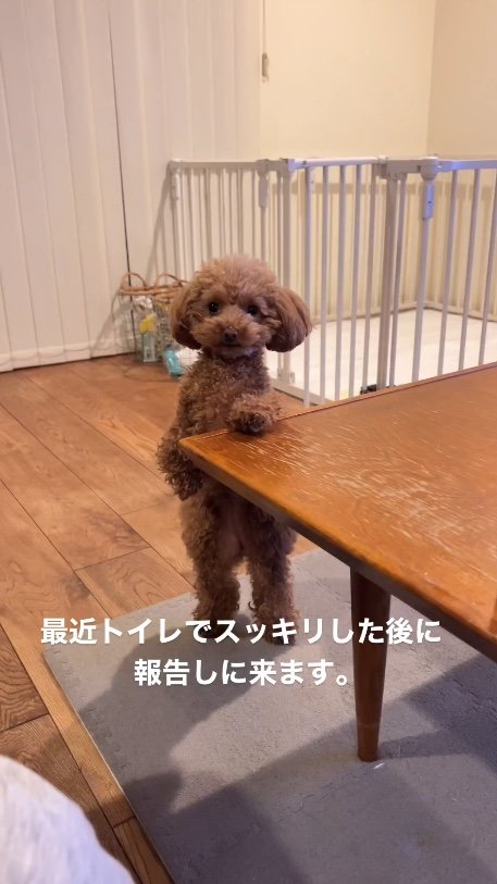 提供：トイプードル ディノセナとジュリさん