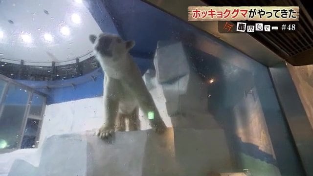 首を大きく振って迎えてくれた、ホッキョクグマの「ライト」