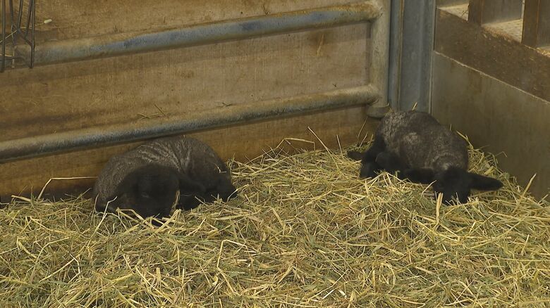 ヒツジの赤ちゃん