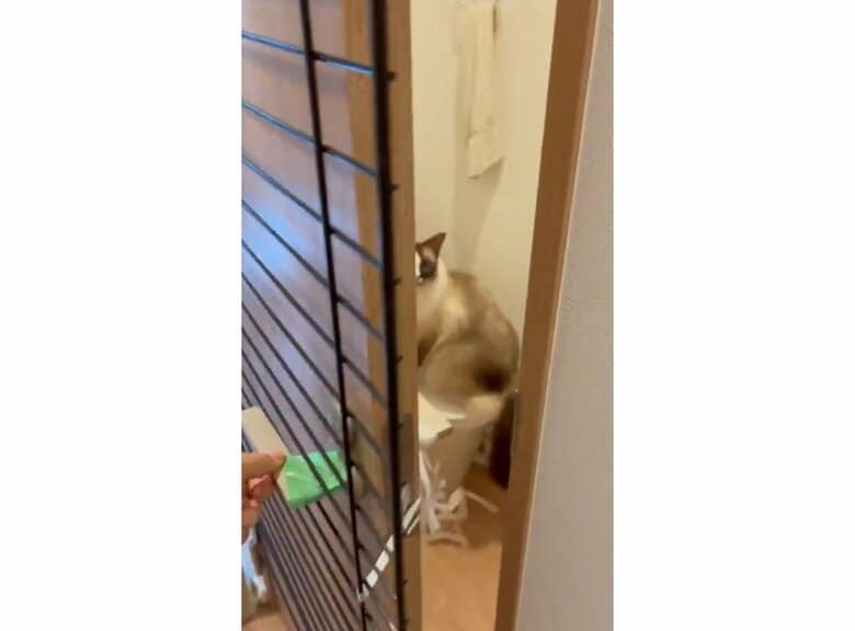 トイレの扉を開けると…（提供：コテツとまるさん）