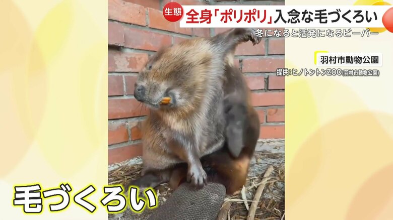 後ろ足を使って上手におなかをポリポリと入念に毛づくろいをするビーバー（東京・羽村市の羽村市動物公園「ヒノトントンZOO」）