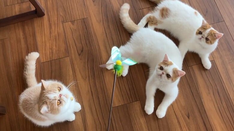 左：きなこ　中央：ひるね　右：こんぶ　　　画像提供：エキゾのきなこさん。