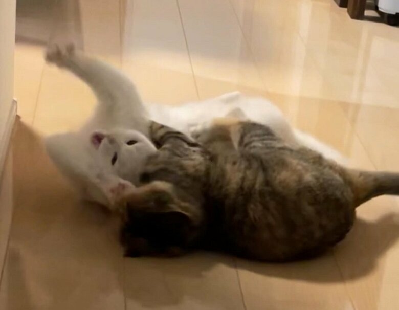 「少ししつこいわよ！」とむぎちゃんの鉄槌が…