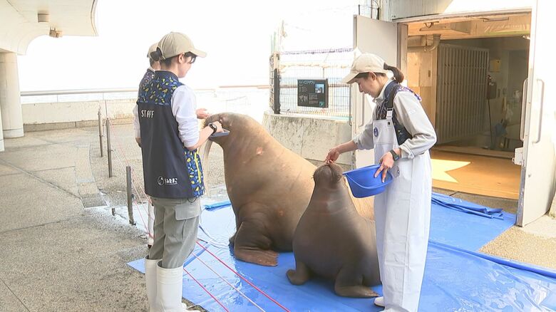 大分市のうみたまご