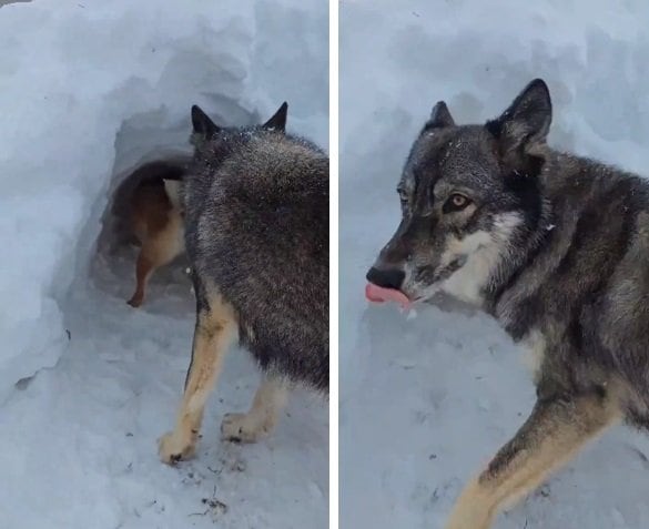 舌をペロリとさせつつ、同居犬の「ディオネ」ちゃんはどこかへ…