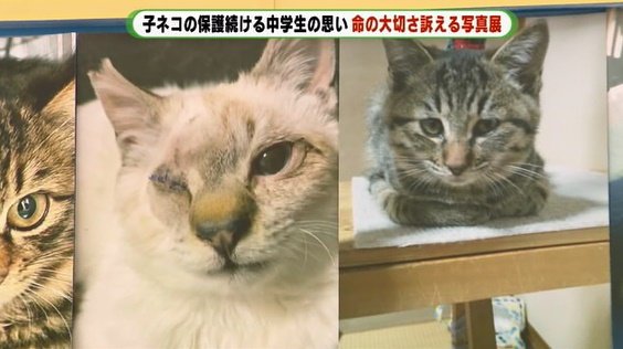 展示された保護ネコの写真