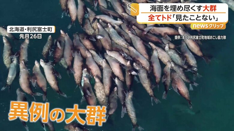 折り重なるように身を寄せ合うトドの群れ