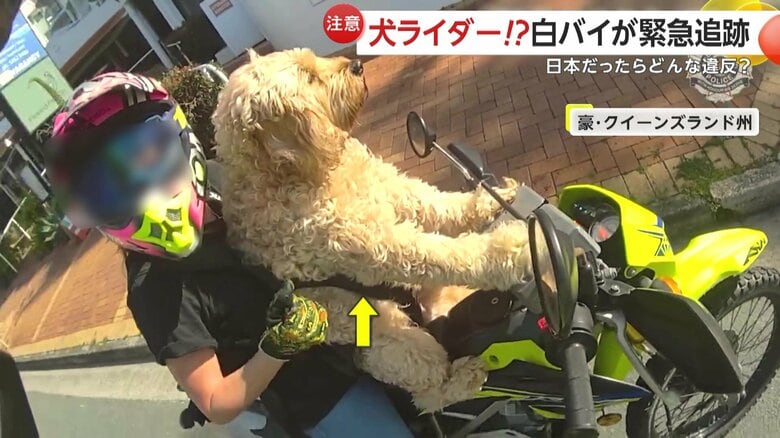 犬を体にくくりつけていたライダー（Queensland Police）