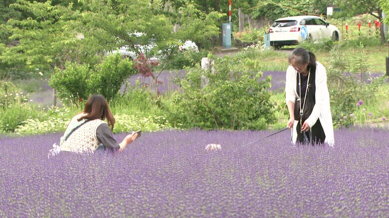 札幌市にある「幌見峠ラベンダー園」