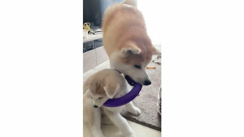 その後、しばらく遊んでいたという