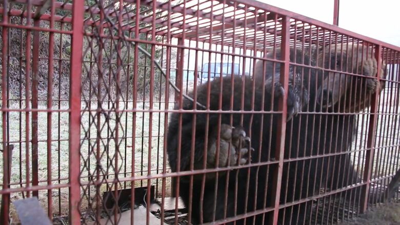 巨大グマは箱わなにかかり駆除された