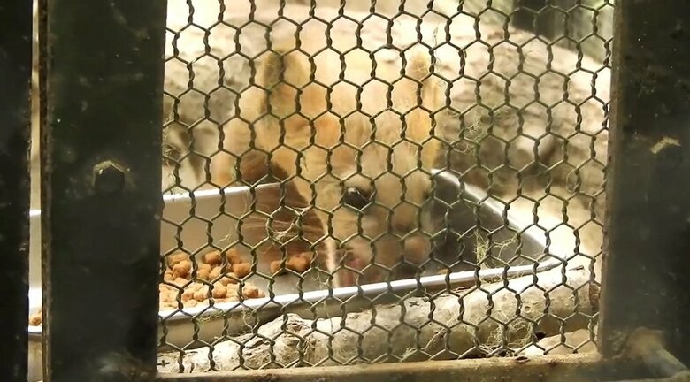 食事中（提供：釧路市動物園）