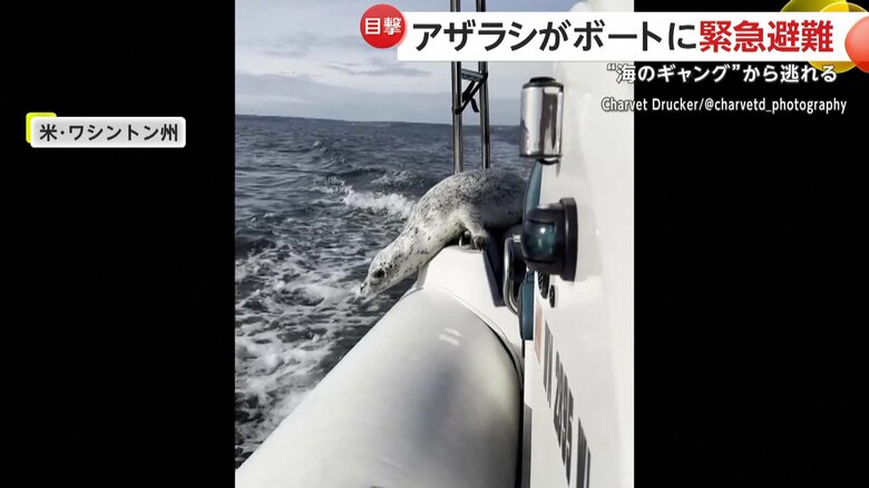 再び海に落ちてしまうアザラシ