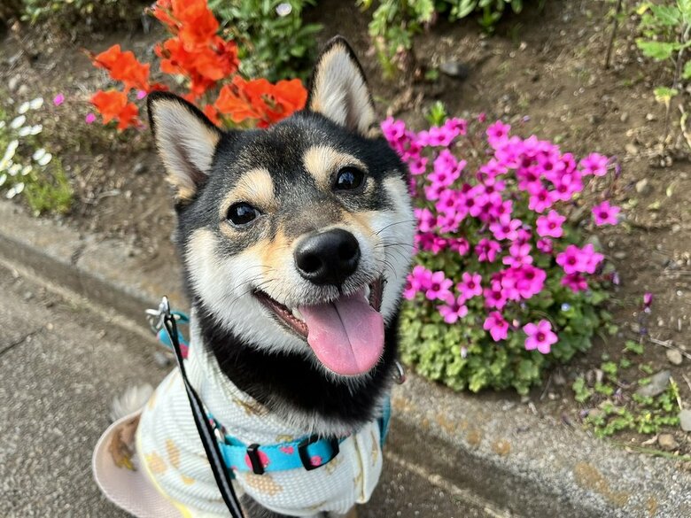 散歩中もニコニコしている