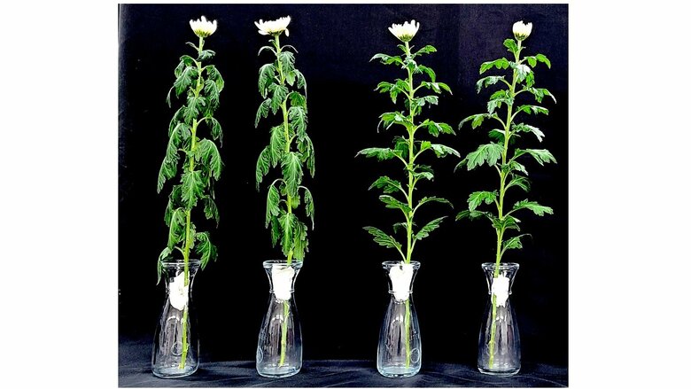 通常のキク（左2本）、BITCを散布したキクの比較　※水を抜いて1.5時間後（研究グループのリリースより）