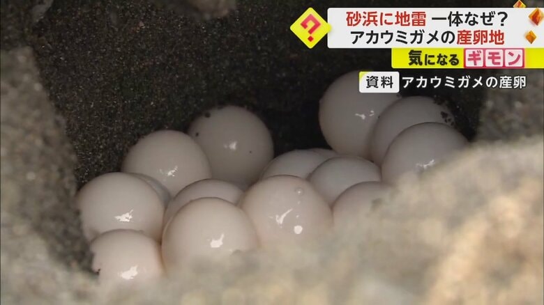 アカウミガメが産んだ卵
