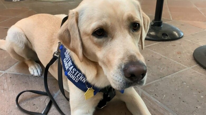 強力な嗅覚で感染者を見つけ出す「コロナ探知犬」の「バフィ」　厳しい訓練をトップの成績で通過