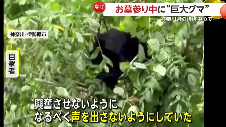 夫婦から15mほどの距離で無中で葉っぱをムシャムシャ食べていた熊